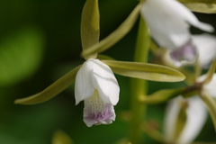 Eulophia herbacea